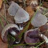 Cortinarius flexipes, Pelargonien-Gürtelfuß